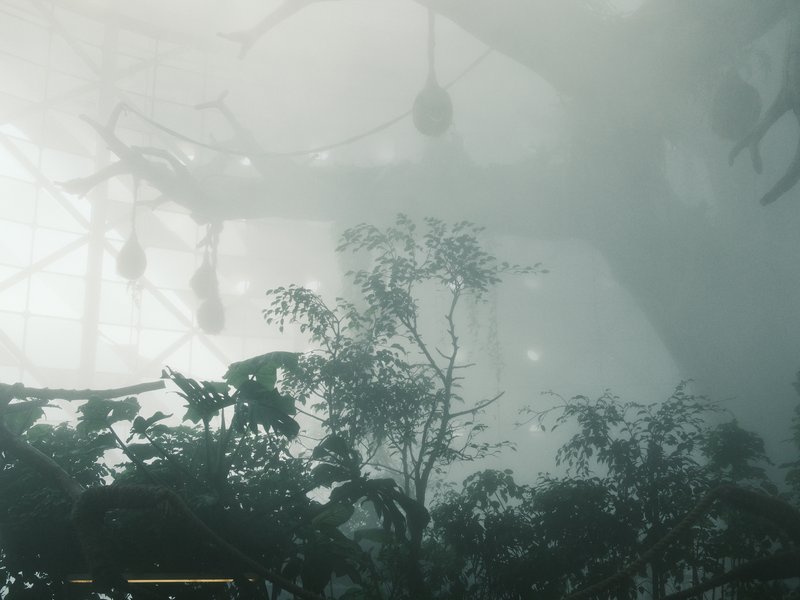 A misty scene featuring a large tree with hanging nests and surrounding foliage.
