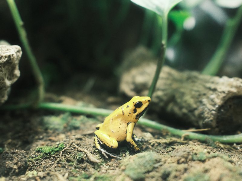 A small yellow frog sitting on the ground among green foliage and natural elements.