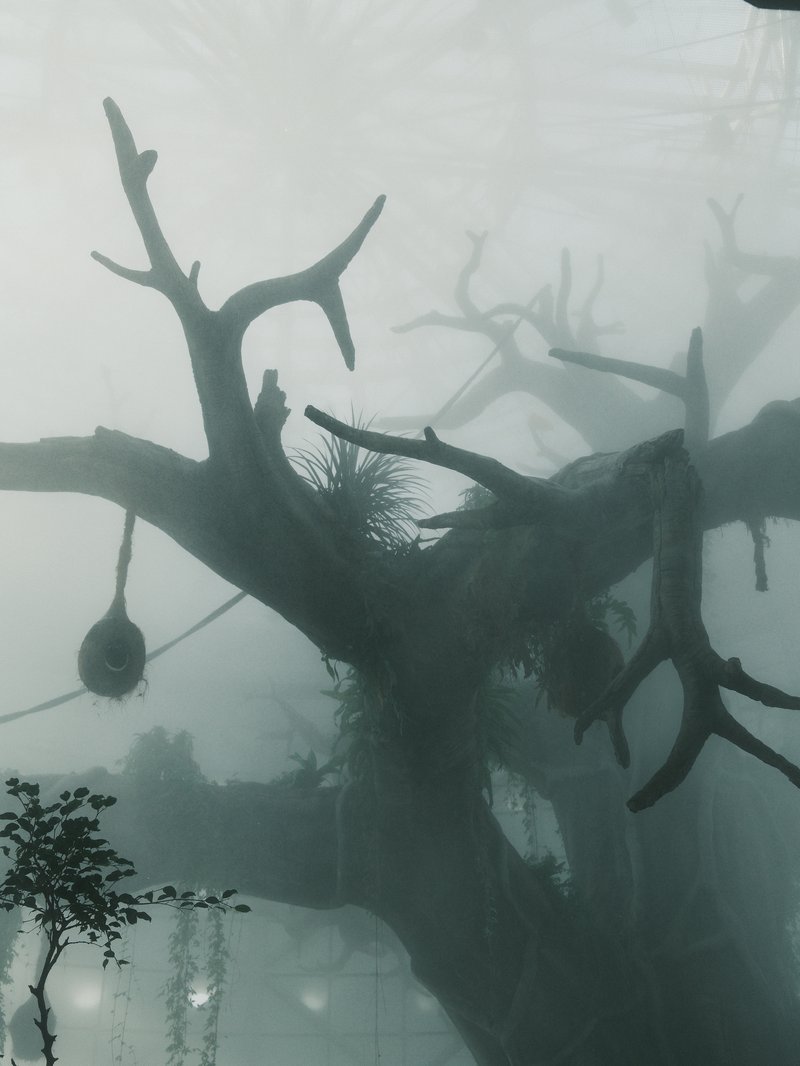 A foggy scene featuring a large, gnarled tree with bare branches and hanging plants.