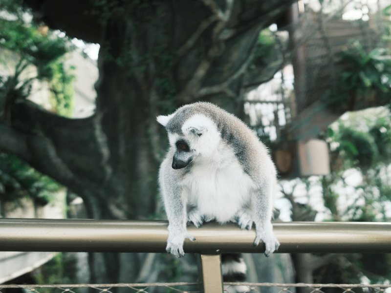 A lemur perched on a railing with greenery in the background, showcasing its distinctive features.
