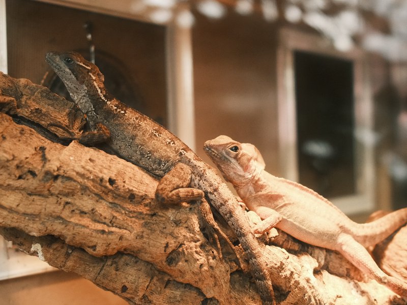 A close-up of a lizard resting on a textured branch with a blurred background.