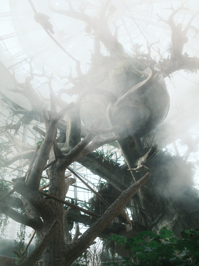 A misty indoor scene featuring a large tree with twisted branches and greenery in a glass conservatory.