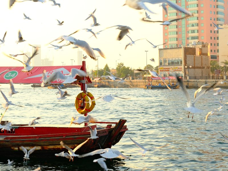 A wooden boat on water surrounded by seagulls in flight, with a city skyline in the background.