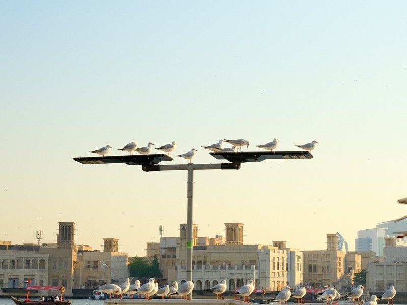 A row of seagulls perched on a metal structure against a clear sky and city skyline.