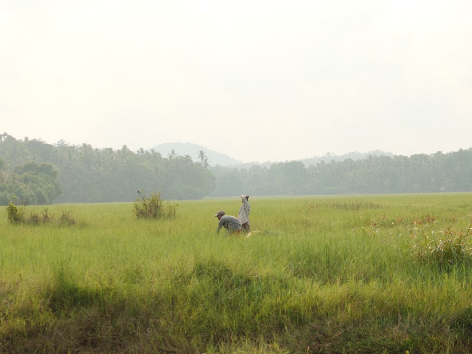 A person and a dog standing in a grassy field with distant hills and trees under a cloudy sky.