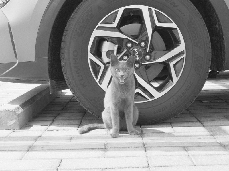 A gray cat sitting in front of a car tire on a paved surface.