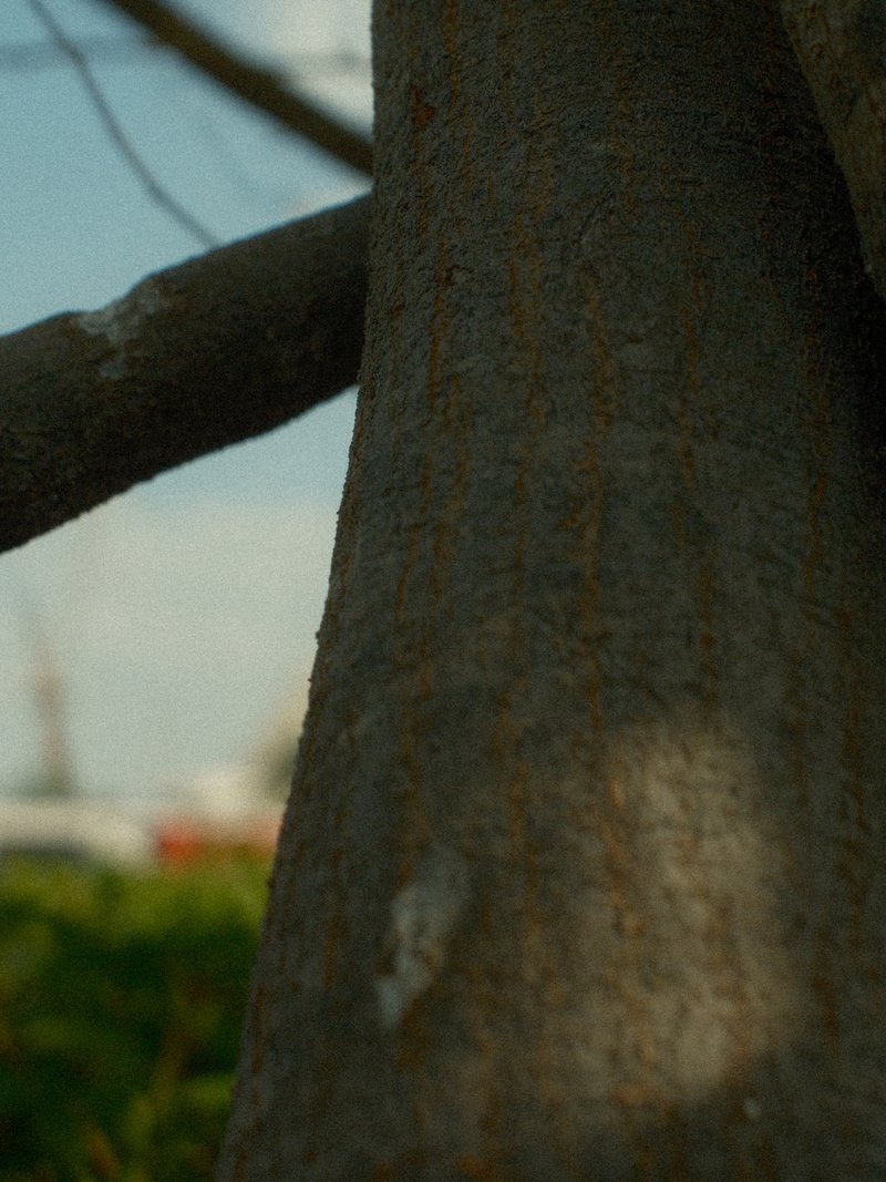 Close-up of a tree trunk with soft focus background and hints of greenery.