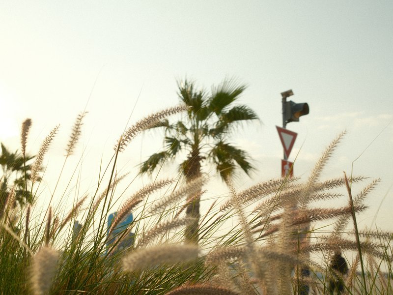 Tall grass in the foreground with palm trees and a sculpture in the background under a bright sky.