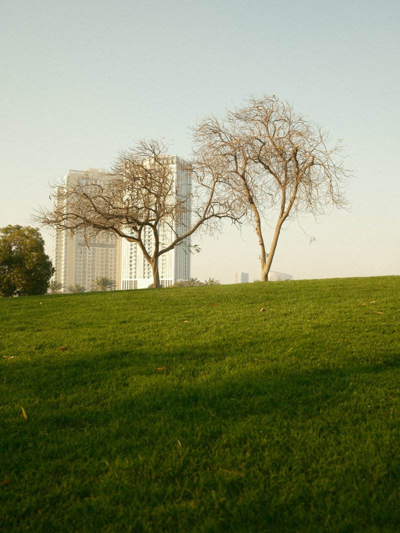 Two bare trees on a green hill with a tall building in the background under a clear sky.