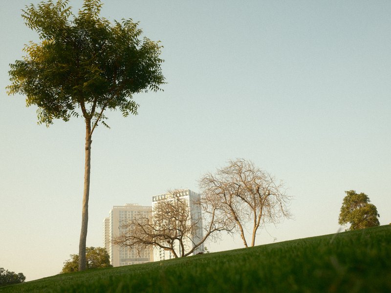 A serene landscape featuring a tall tree and bare trees on a grassy hill with a modern building in the background.