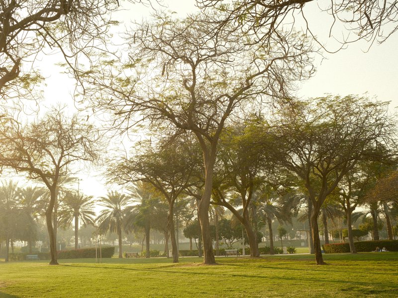A serene park scene with trees and palm trees under soft sunlight, creating a tranquil atmosphere.