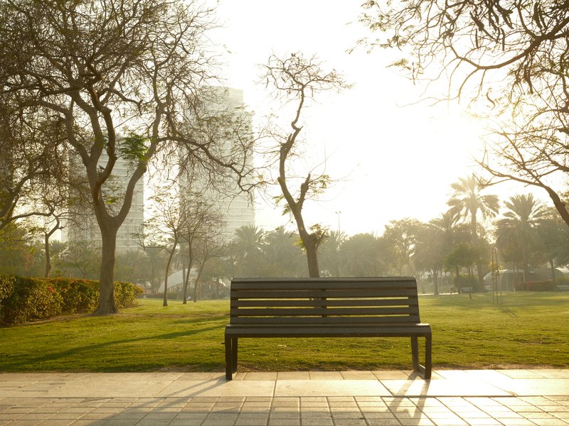A solitary bench in a park surrounded by trees, with soft sunlight filtering through the branches.