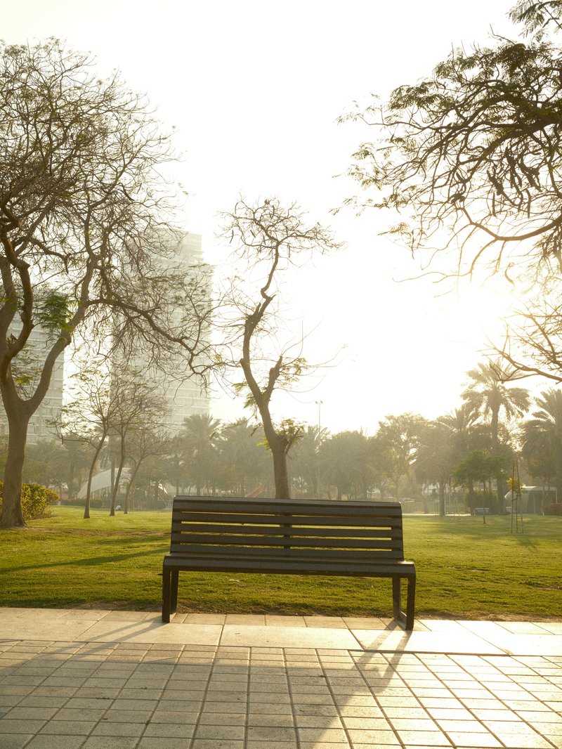 A solitary bench in a park with trees and buildings in the background, illuminated by soft sunlight.