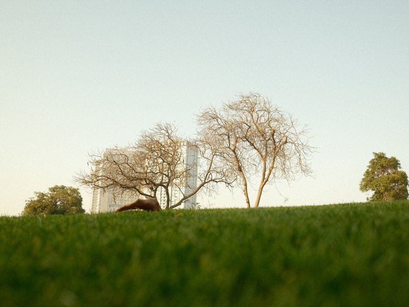 A low-angle view of trees on a grassy hill with a building in the background under a clear sky.