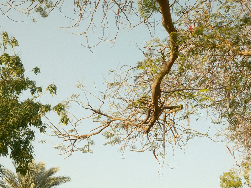 A close-up view of tree branches against a clear sky, with some green foliage in the foreground.