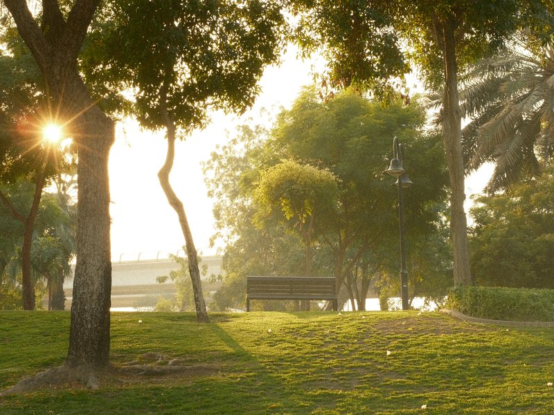 Sunlight filtering through trees in a park, creating a serene atmosphere with a bench in the background.