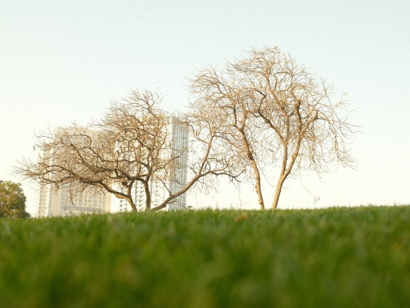 Two bare trees on a grassy field with a building in the background under a clear sky.