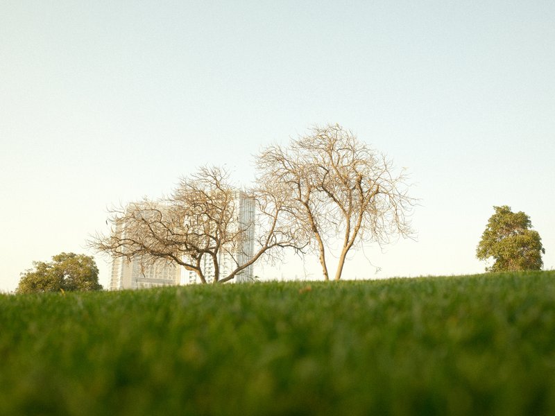 Three trees on a grassy hill under a clear sky, with a soft focus on the foreground grass.