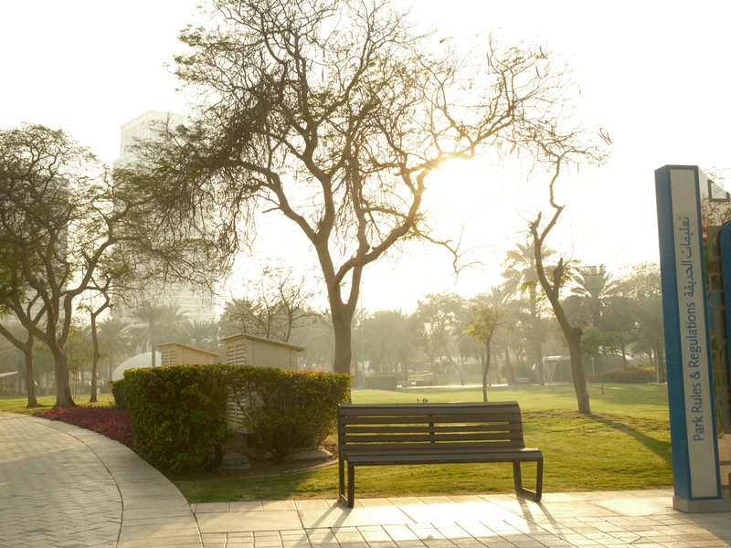A park scene featuring a bench surrounded by trees and soft morning light.