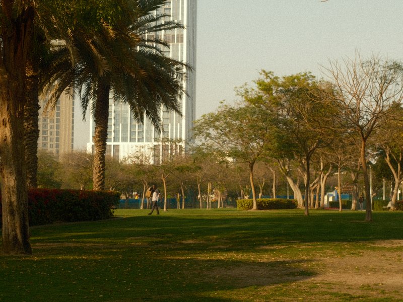 A park scene with palm trees and distant buildings under a clear sky.