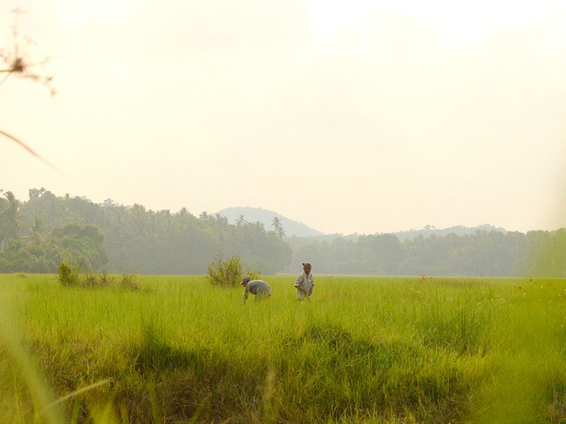 Two figures working in a lush green rice field with distant hills under a hazy sky.