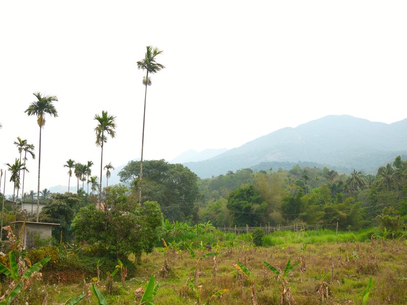 A serene rural landscape with palm trees, mountains in the background, and a lush green field.