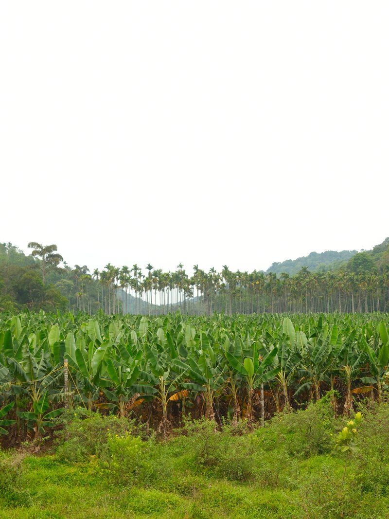 A lush green banana plantation with tall palm trees in the background under a bright sky.