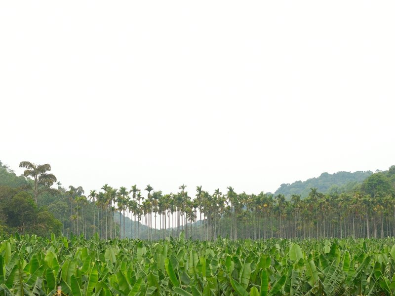 A lush green field with rows of banana plants and tall palm trees in the background under a bright sky.