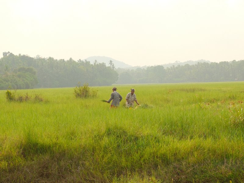 Two figures walking through a green field with trees in the background under a hazy sky.