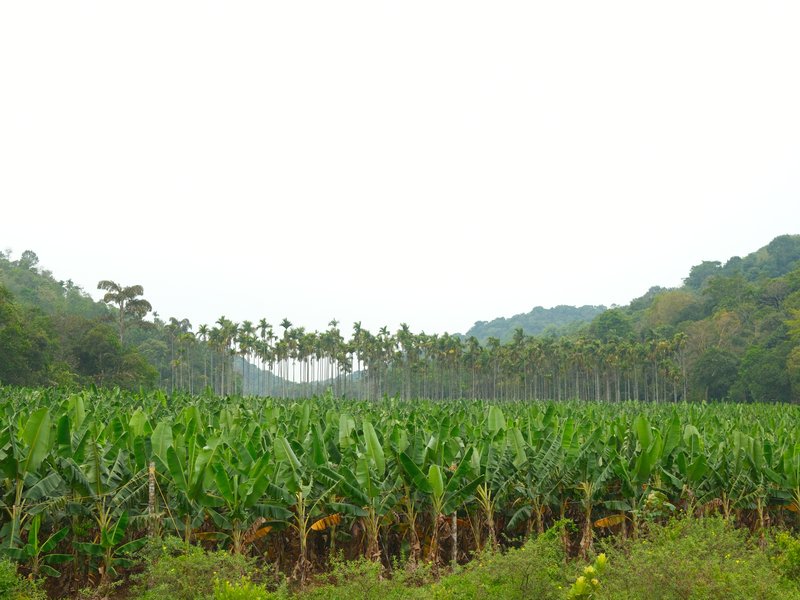 A lush green banana plantation with tall trees in the background under a cloudy sky.