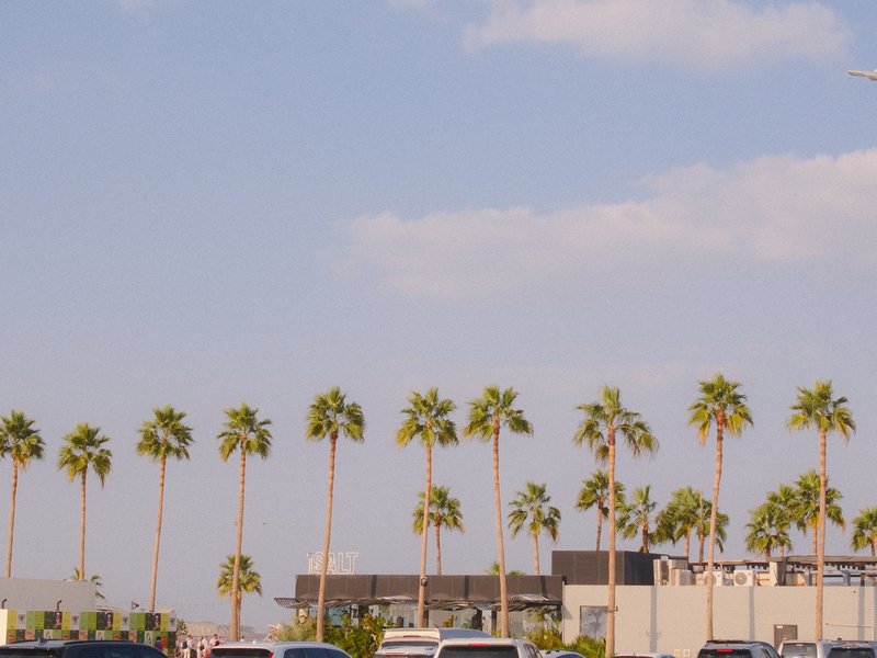 A row of palm trees against a clear blue sky with a modern building in the background.