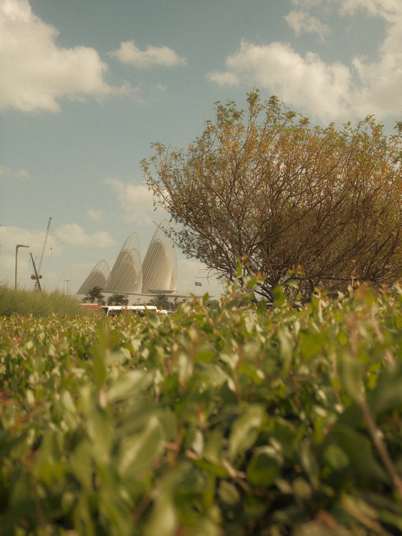 A view of a grassy area with a tree and the Sydney Opera House in the background under a cloudy sky.