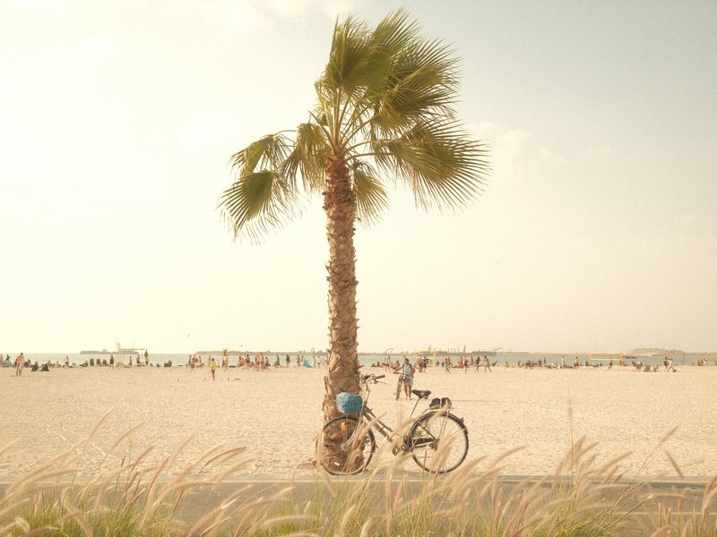 A palm tree beside a bicycle on a sandy beach with people in the background enjoying the sun.