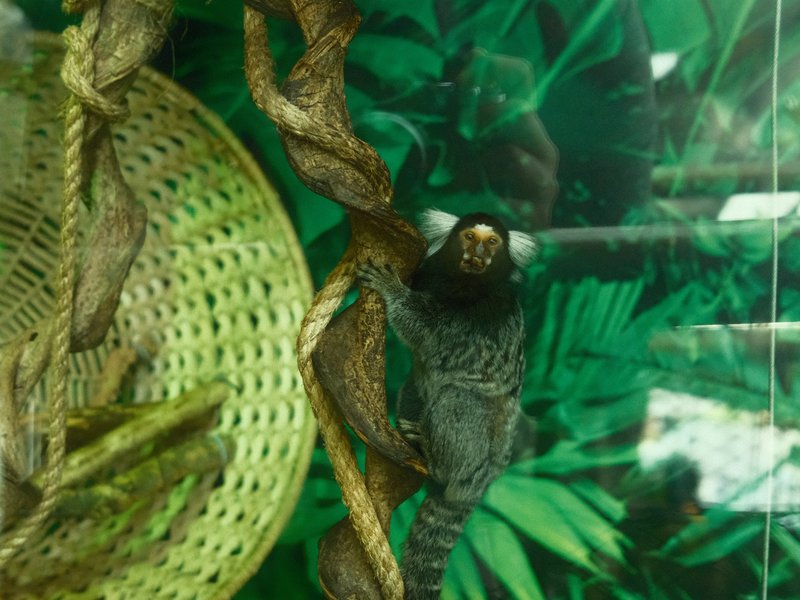 A small monkey perched on a branch surrounded by lush green foliage in a glass enclosure.