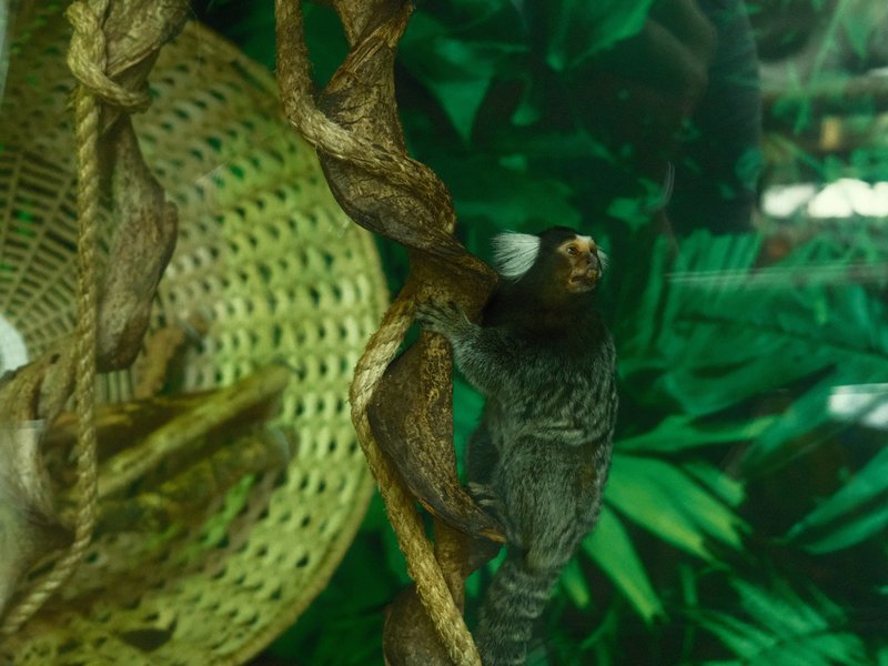 A small monkey climbing on a twisted rope with green foliage in the background.