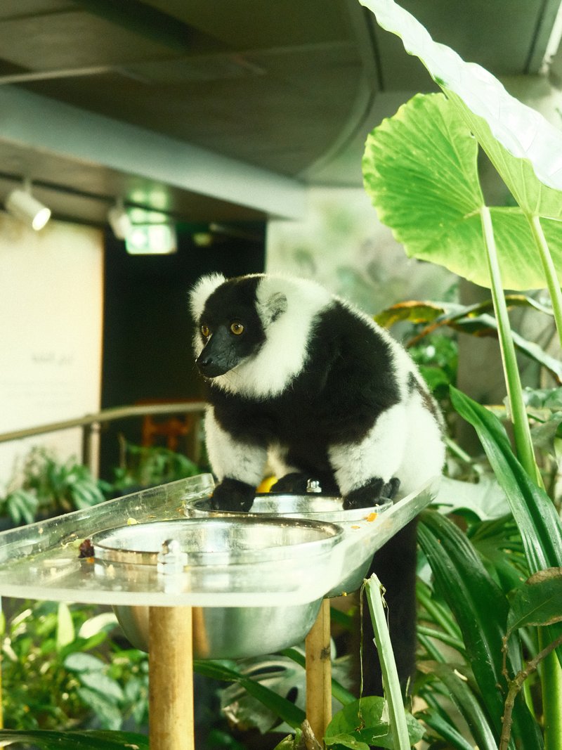 A black and white lemur perched on a metal surface surrounded by lush green foliage.