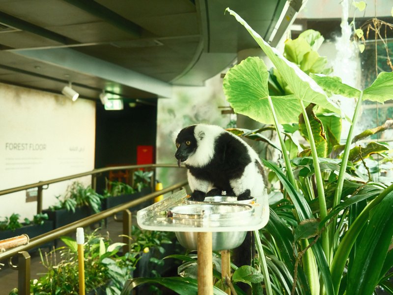 A black and white monkey perched on a feeding platform surrounded by lush green plants indoors.