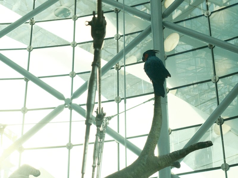 A silhouetted bird perched on a branch inside a glass structure with sunlight streaming through.