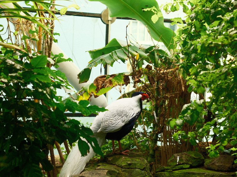 A bird with black and white plumage amidst lush green foliage in a greenhouse setting.
