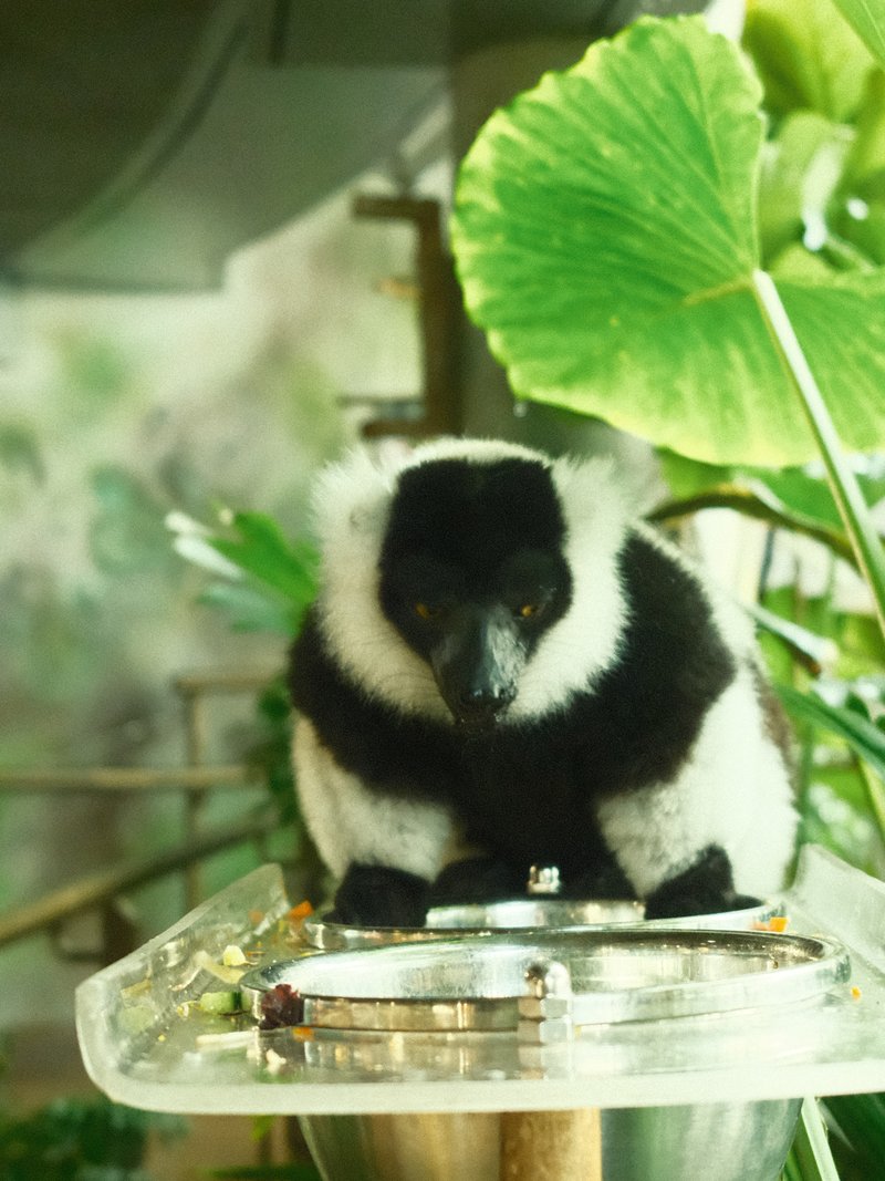 A black and white lemur sitting on a glass surface surrounded by green foliage.