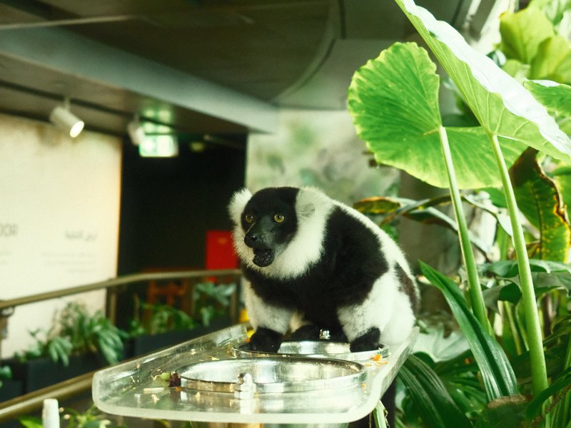 A black and white monkey perched on a glass surface surrounded by lush green plants in an indoor setting.