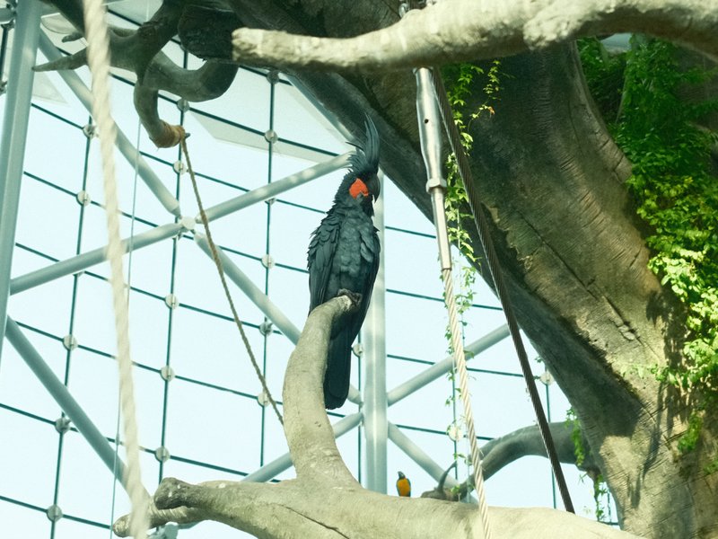 A black parrot perched on a branch inside a greenhouse with glass walls and greenery.