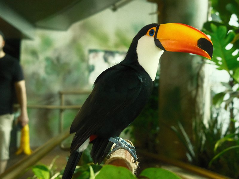 A toucan perched on a branch surrounded by lush greenery, with a person blurred in the background.