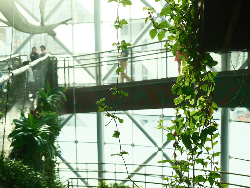 People walking on a bridge surrounded by lush greenery inside a glass structure.
