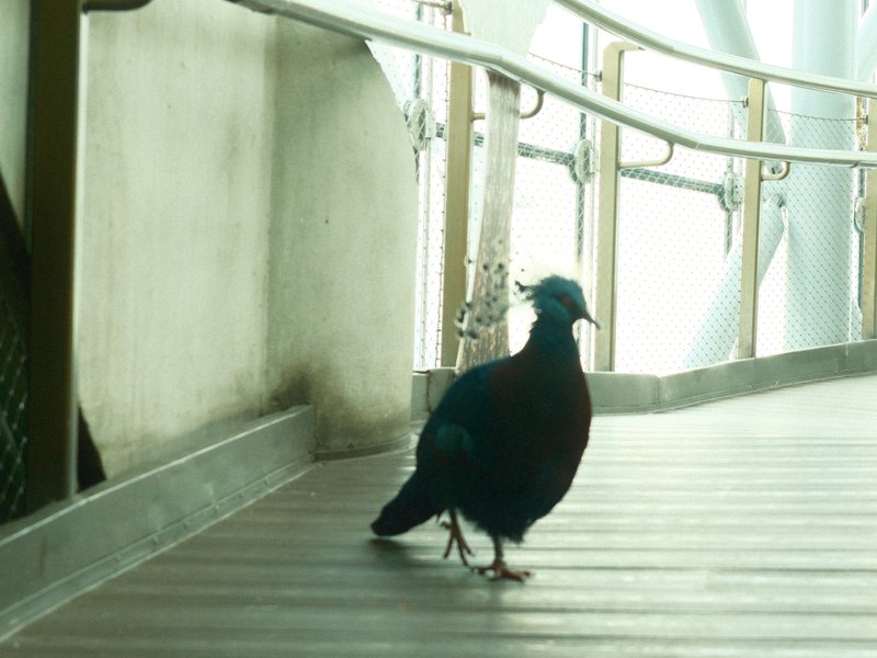 A bird walking on a wooden deck with a modern architectural background.