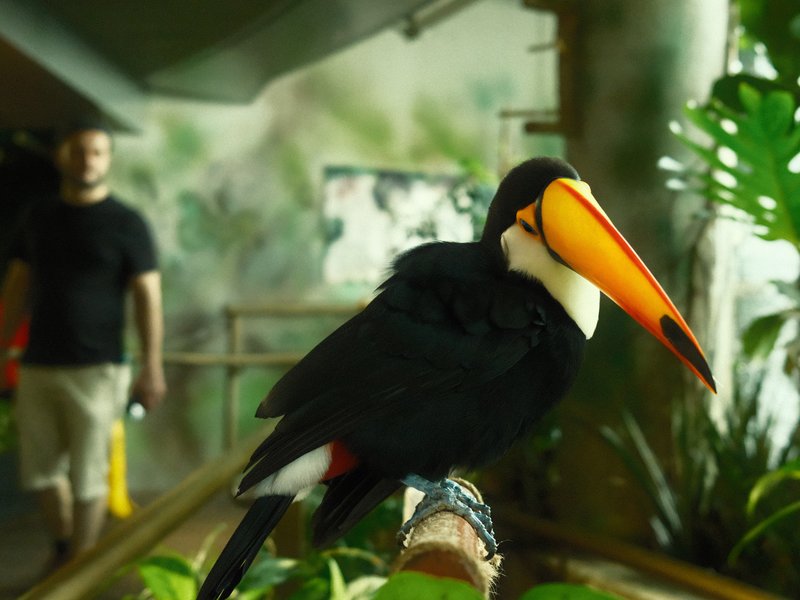 A toucan perched on a branch with a person blurred in the background, surrounded by greenery.
