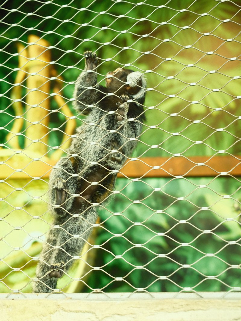 A close-up of a squirrel climbing a wire mesh fence with a blurred green background.