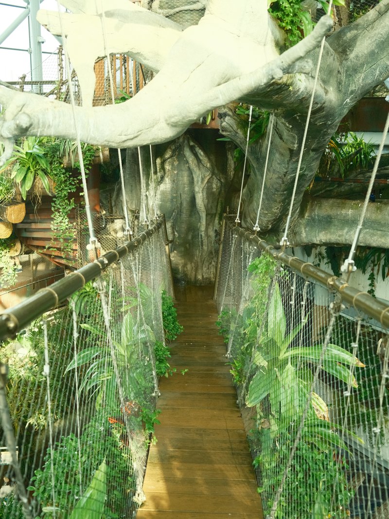 A suspended wooden bridge surrounded by lush greenery and large tree roots in a tropical setting.