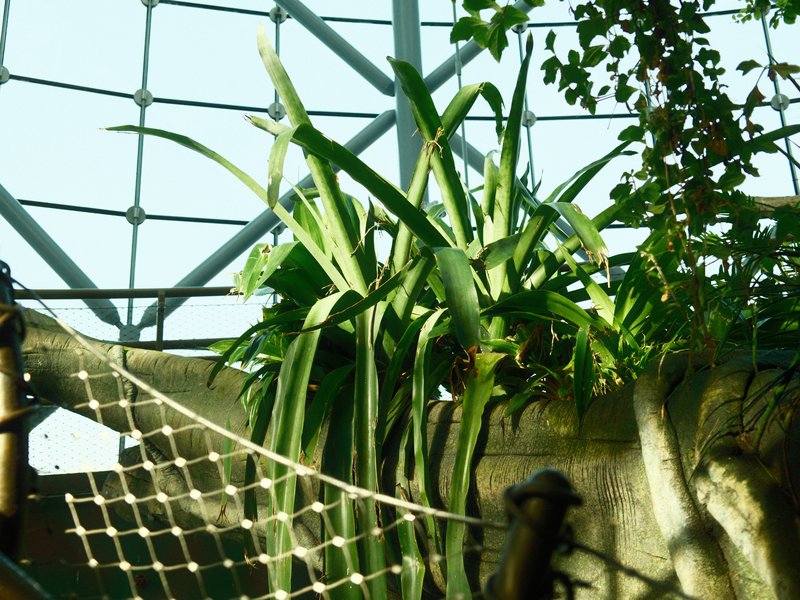 Green plants growing in a zoo enclosure with a net and a metal structure in the background.