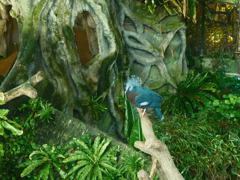 A blue bird perched on a branch near a large, textured tree surrounded by lush green foliage.